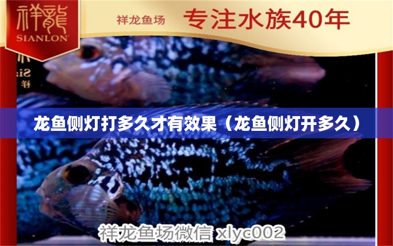 龍魚側(cè)燈打多久才有效果（龍魚側(cè)燈開多久）