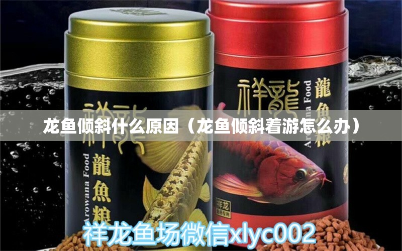 龍魚傾斜什么原因（龍魚傾斜著游怎么辦） 廣州龍魚批發(fā)市場(chǎng)