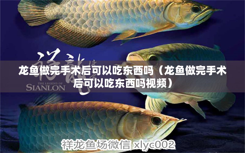 龍魚做完手術(shù)后可以吃東西嗎（龍魚做完手術(shù)后可以吃東西嗎視頻）