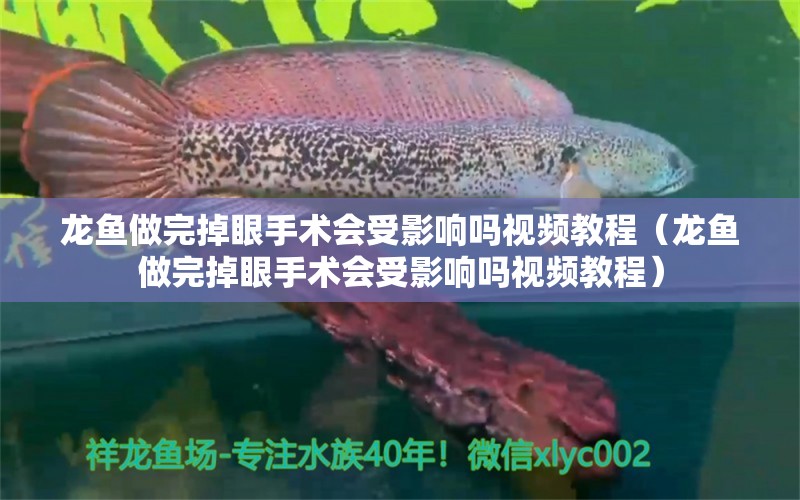 龍魚做完掉眼手術(shù)會受影響嗎視頻教程（龍魚做完掉眼手術(shù)會受影響嗎視頻教程） 觀賞魚市場（混養(yǎng)魚）