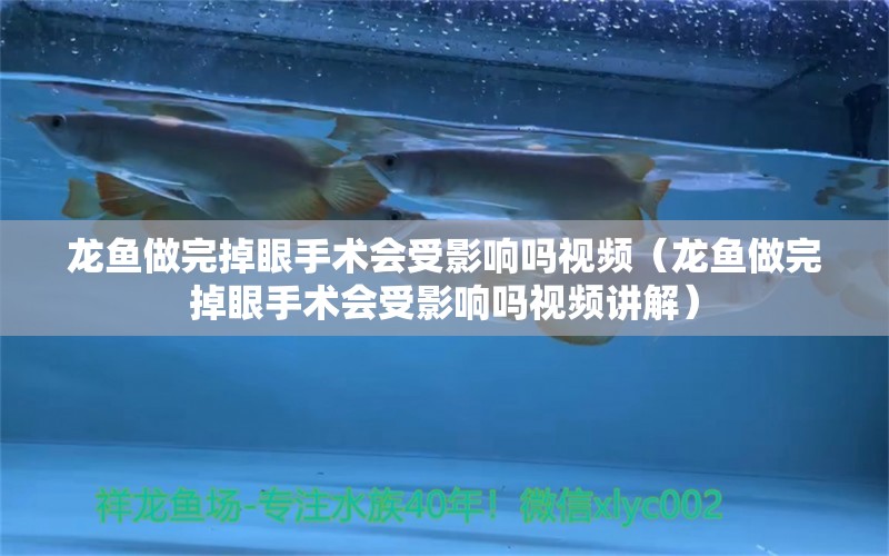 龍魚做完掉眼手術(shù)會(huì)受影響嗎視頻（龍魚做完掉眼手術(shù)會(huì)受影響嗎視頻講解）