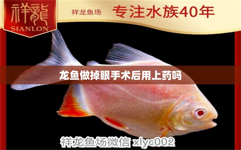 龍魚做掉眼手術(shù)后用上藥嗎