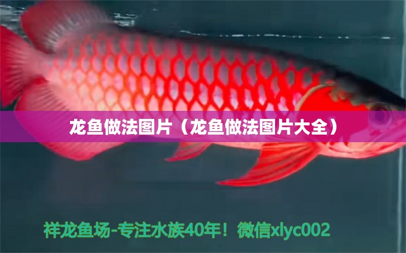 龍魚做法圖片（龍魚做法圖片大全）