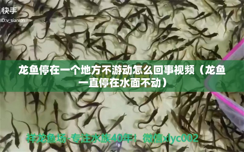 龍魚停在一個地方不游動怎么回事視頻（龍魚一直停在水面不動）