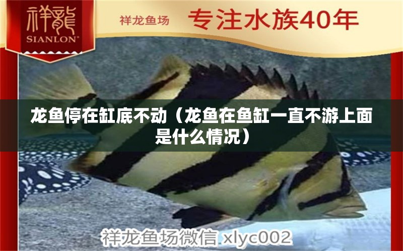 龍魚(yú)停在缸底不動(dòng)（龍魚(yú)在魚(yú)缸一直不游上面是什么情況） 觀賞魚(yú)