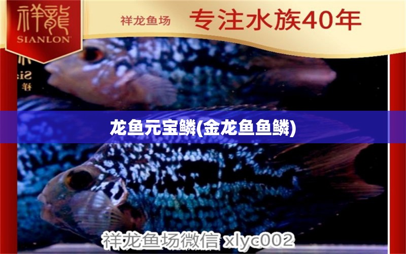 龍魚元寶鱗(金龍魚魚鱗) 生態(tài)瓶/創(chuàng)意缸/桌面微景缸