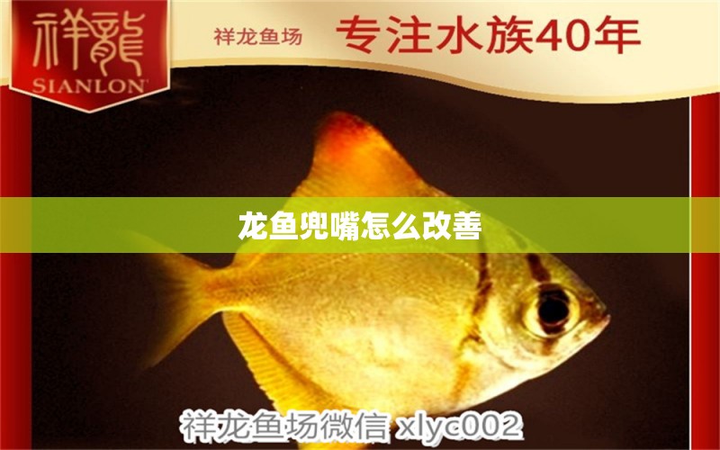 龍魚兜嘴怎么改善 龍魚百科 第2張