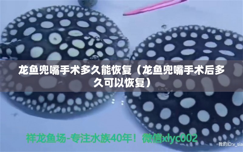 龍魚兜嘴手術(shù)多久能恢復(fù)（龍魚兜嘴手術(shù)后多久可以恢復(fù)）