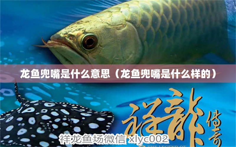 龍魚兜嘴是什么意思（龍魚兜嘴是什么樣的） 祥龍魚場