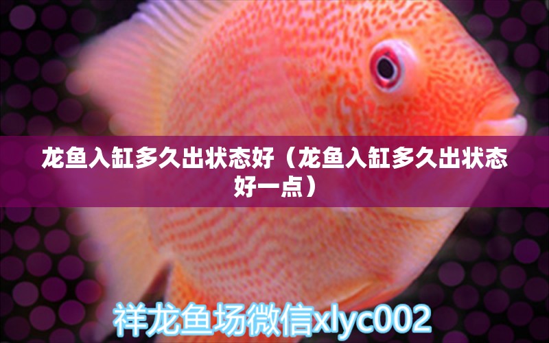 龍魚入缸多久出狀態(tài)好（龍魚入缸多久出狀態(tài)好一點(diǎn)）