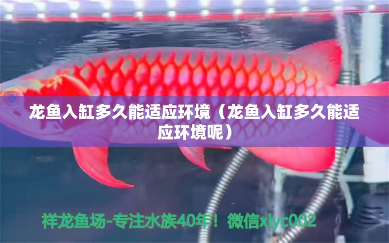 龍魚入缸多久能適應(yīng)環(huán)境（龍魚入缸多久能適應(yīng)環(huán)境呢） 廣州龍魚批發(fā)市場(chǎng)