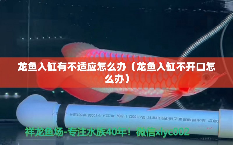 龍魚入缸有不適應怎么辦（龍魚入缸不開口怎么辦）