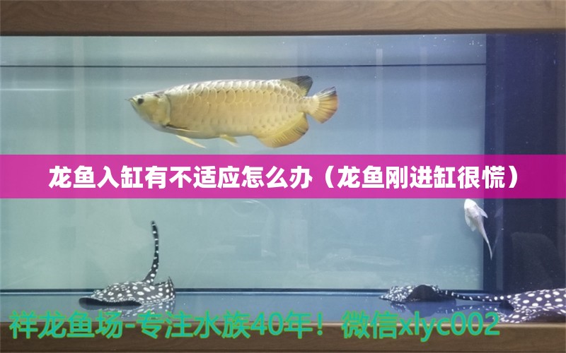 龍魚(yú)入缸有不適應(yīng)怎么辦（龍魚(yú)剛進(jìn)缸很慌）