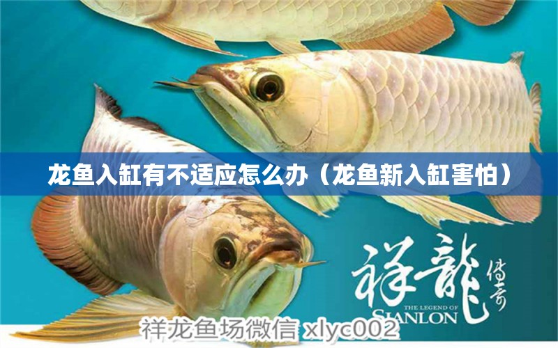 龍魚入缸有不適應(yīng)怎么辦（龍魚新入缸害怕）