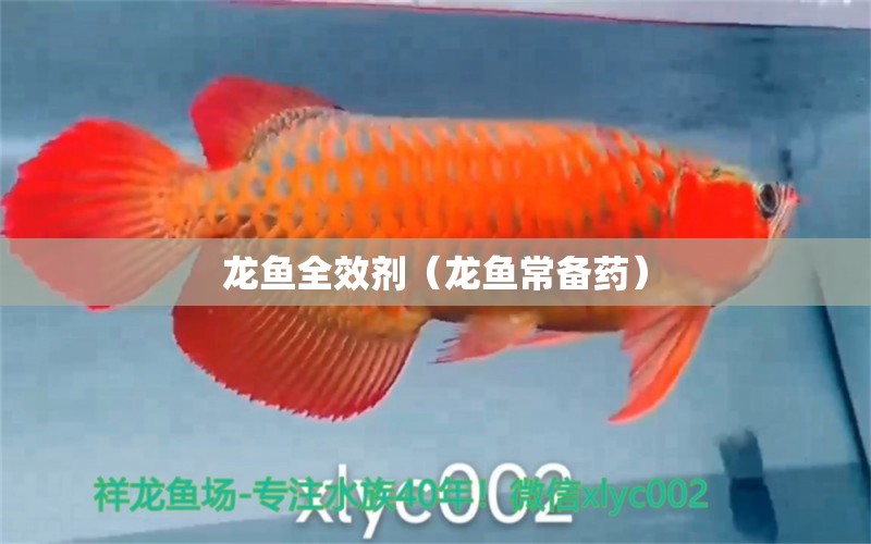 龍魚全效劑（龍魚常備藥）