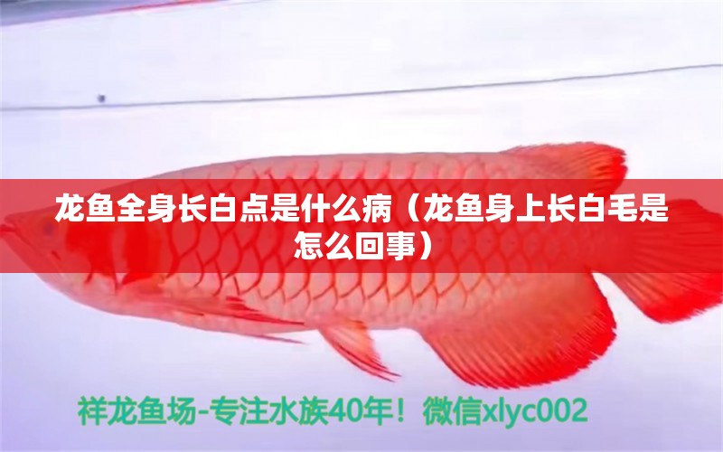 龍魚全身長白點(diǎn)是什么病（龍魚身上長白毛是怎么回事）