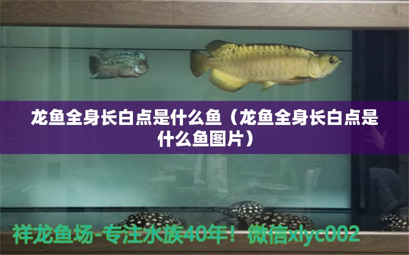 龍魚(yú)全身長(zhǎng)白點(diǎn)是什么魚(yú)（龍魚(yú)全身長(zhǎng)白點(diǎn)是什么魚(yú)圖片）