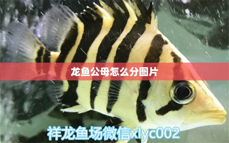 龍魚公母怎么分圖片