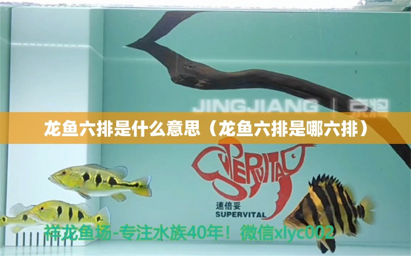 龍魚六排是什么意思（龍魚六排是哪六排） 龍魚疾病與治療