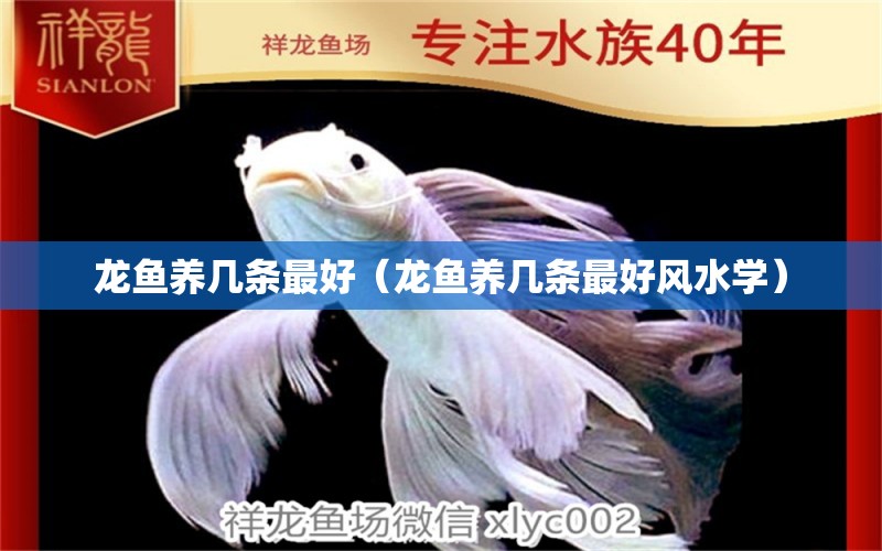 龍魚養(yǎng)幾條最好（龍魚養(yǎng)幾條最好風(fēng)水學(xué)） 魚缸風(fēng)水