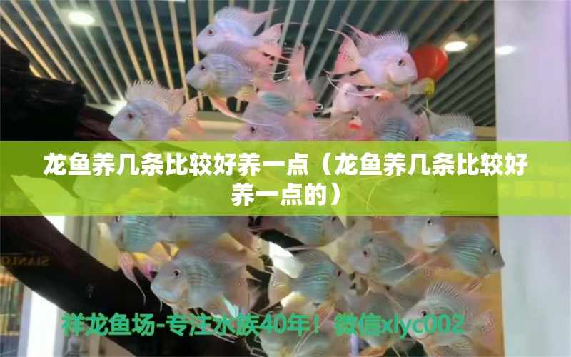 龍魚養(yǎng)幾條比較好養(yǎng)一點（龍魚養(yǎng)幾條比較好養(yǎng)一點的） 紅尾平克魚