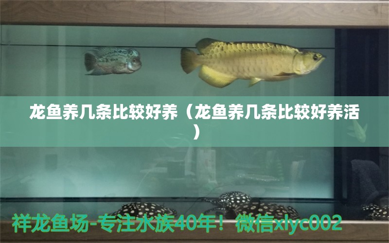 龍魚(yú)養(yǎng)幾條比較好養(yǎng)（龍魚(yú)養(yǎng)幾條比較好養(yǎng)活）