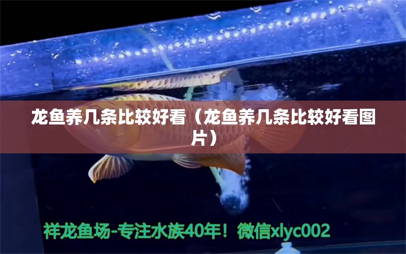 龍魚養(yǎng)幾條比較好看（龍魚養(yǎng)幾條比較好看圖片） 龍魚疾病與治療