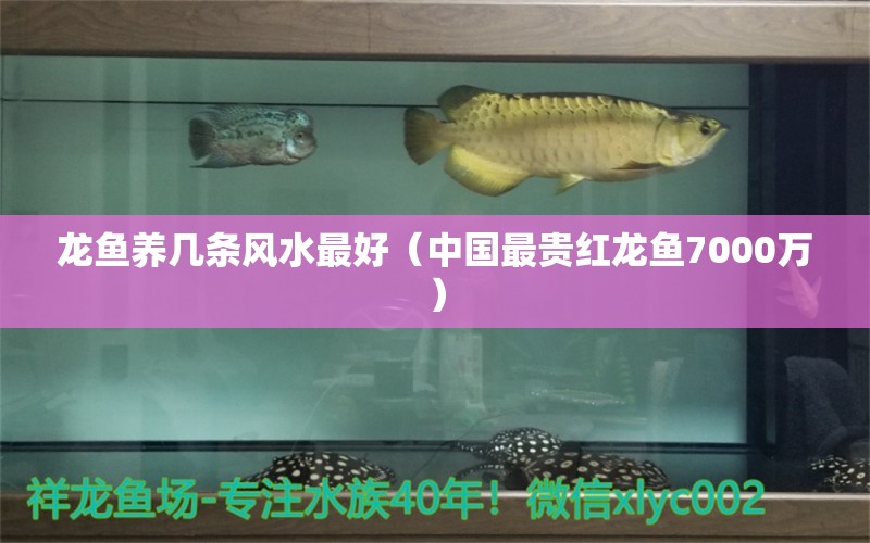 龍魚(yú)養(yǎng)幾條風(fēng)水最好（中國(guó)最貴紅龍魚(yú)7000萬(wàn)）