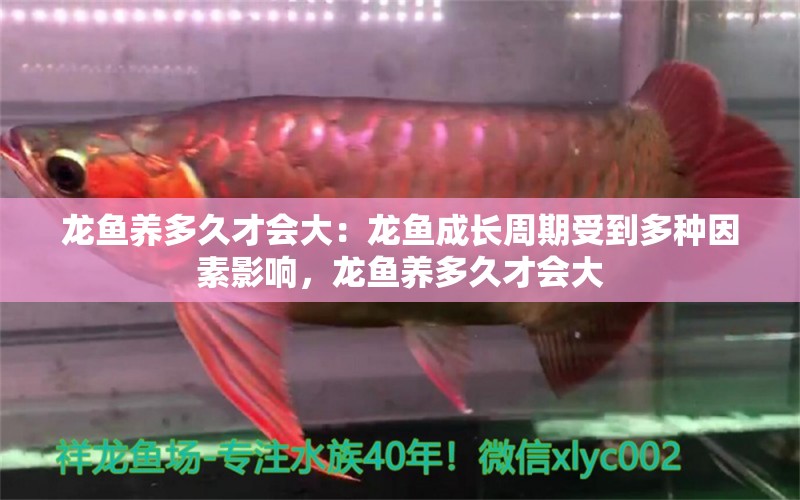 龍魚養(yǎng)多久才會大：龍魚成長周期受到多種因素影響，龍魚養(yǎng)多久才會大