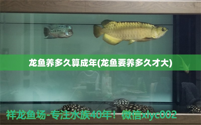 龍魚養(yǎng)多久算成年(龍魚要養(yǎng)多久才大) 祥龍傳奇品牌魚缸