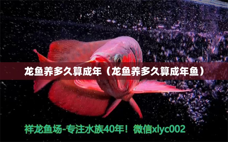 龍魚養(yǎng)多久算成年（龍魚養(yǎng)多久算成年魚）