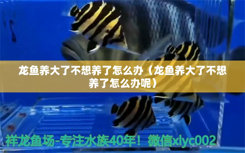 龍魚養(yǎng)大了不想養(yǎng)了怎么辦（龍魚養(yǎng)大了不想養(yǎng)了怎么辦呢） 龍魚疾病與治療