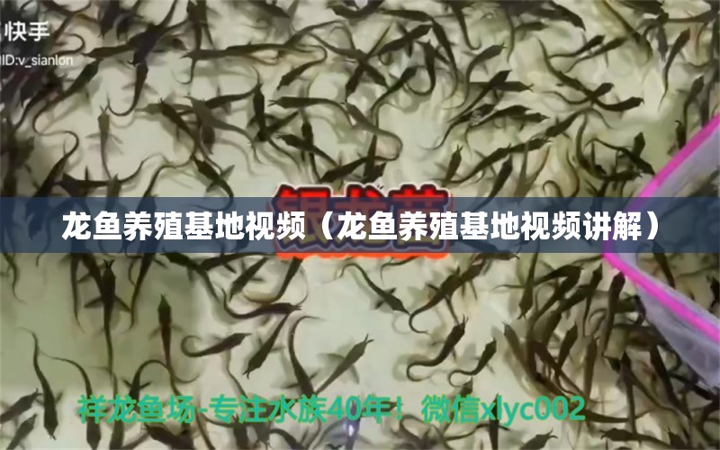 龍魚養(yǎng)殖基地視頻（龍魚養(yǎng)殖基地視頻講解）