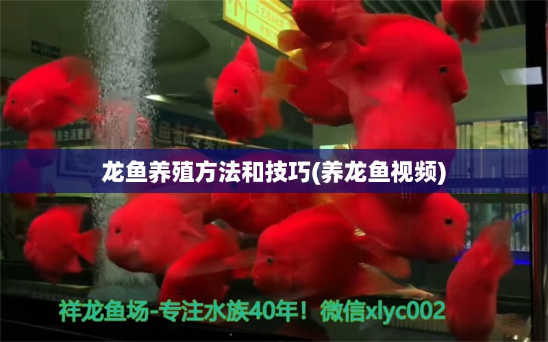 龍魚養(yǎng)殖方法和技巧(養(yǎng)龍魚視頻)