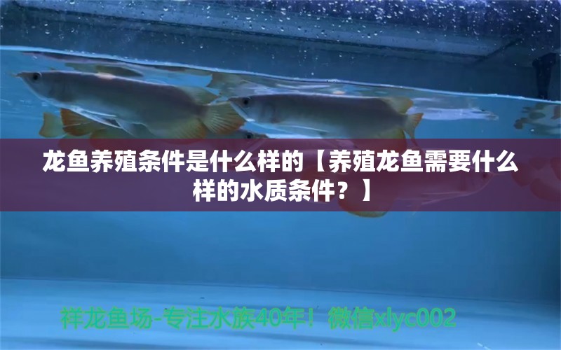 龍魚養(yǎng)殖條件是什么樣的【養(yǎng)殖龍魚需要什么樣的水質條件？】 水族問答 第1張