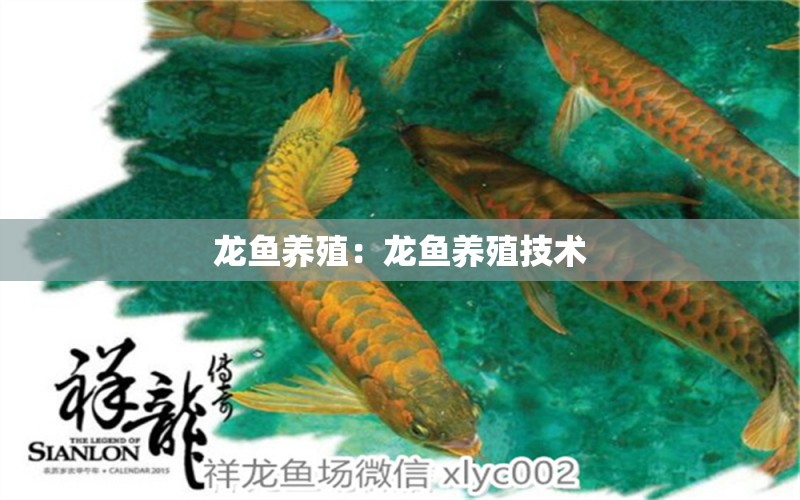 龍魚養(yǎng)殖：龍魚養(yǎng)殖技術