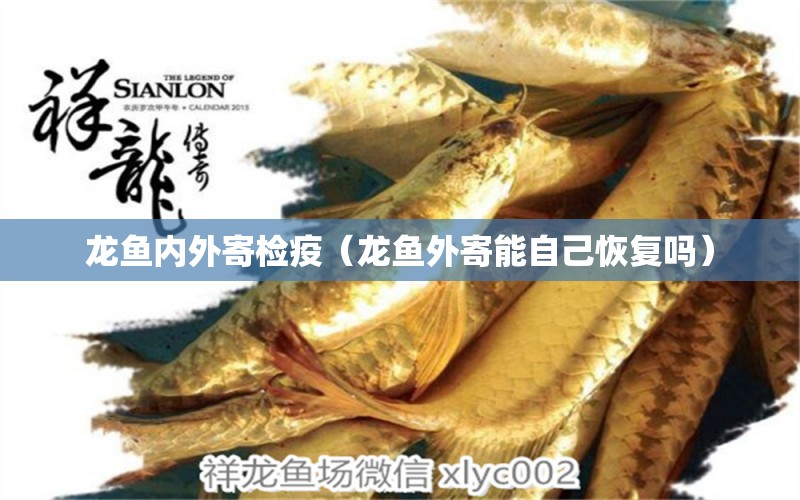 龍魚內(nèi)外寄檢疫（龍魚外寄能自己恢復(fù)嗎）