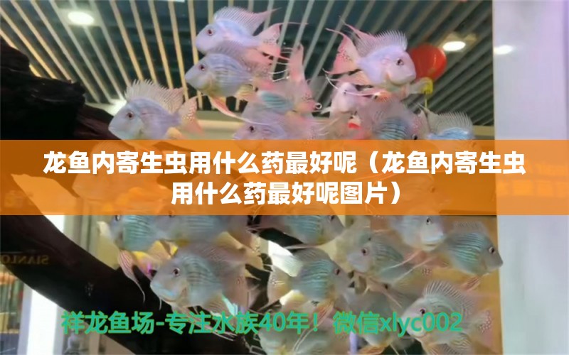 龍魚內(nèi)寄生蟲用什么藥最好呢（龍魚內(nèi)寄生蟲用什么藥最好呢圖片）