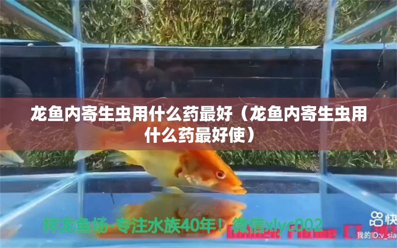 龍魚內(nèi)寄生蟲用什么藥最好（龍魚內(nèi)寄生蟲用什么藥最好使）