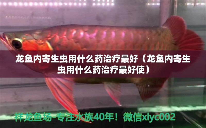 龍魚內(nèi)寄生蟲用什么藥治療最好（龍魚內(nèi)寄生蟲用什么藥治療最好使）