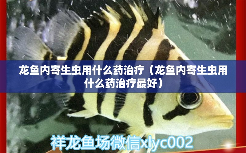 龍魚內(nèi)寄生蟲用什么藥治療（龍魚內(nèi)寄生蟲用什么藥治療最好）