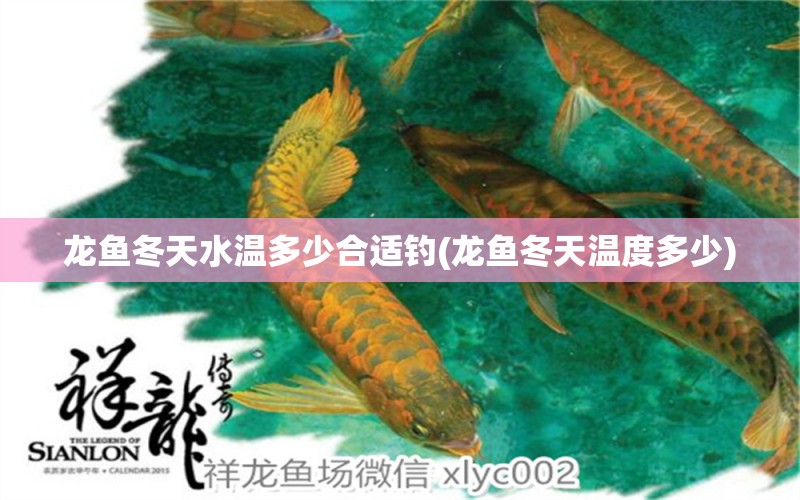 龍魚冬天水溫多少合適釣(龍魚冬天溫度多少) 垂釣樂園