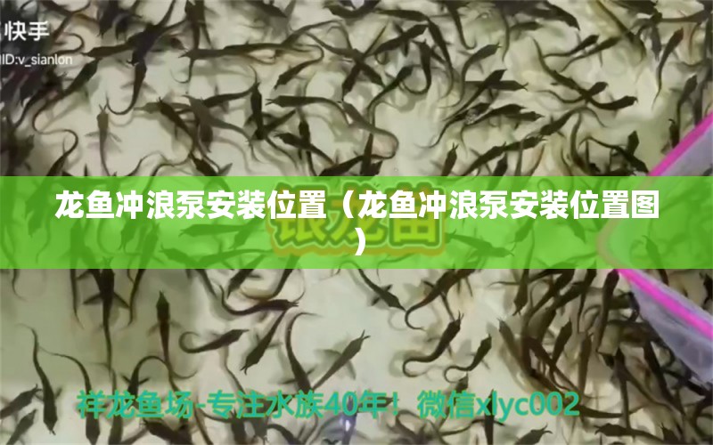 龍魚沖浪泵安裝位置（龍魚沖浪泵安裝位置圖）