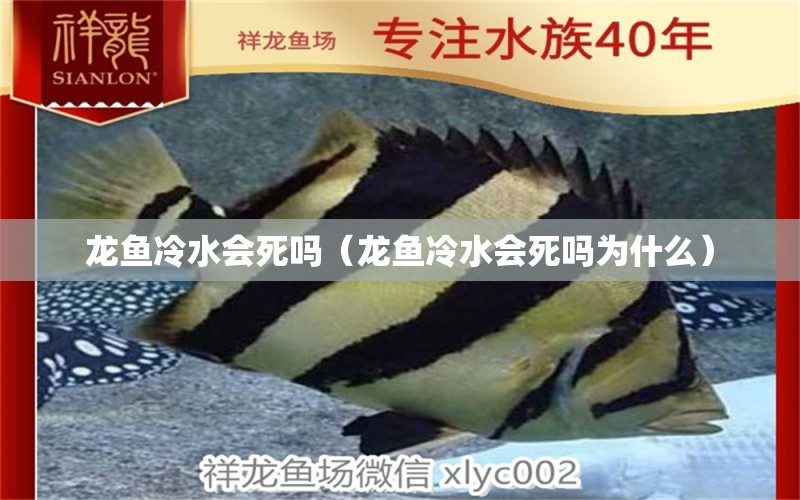 龍魚(yú)冷水會(huì)死嗎（龍魚(yú)冷水會(huì)死嗎為什么）