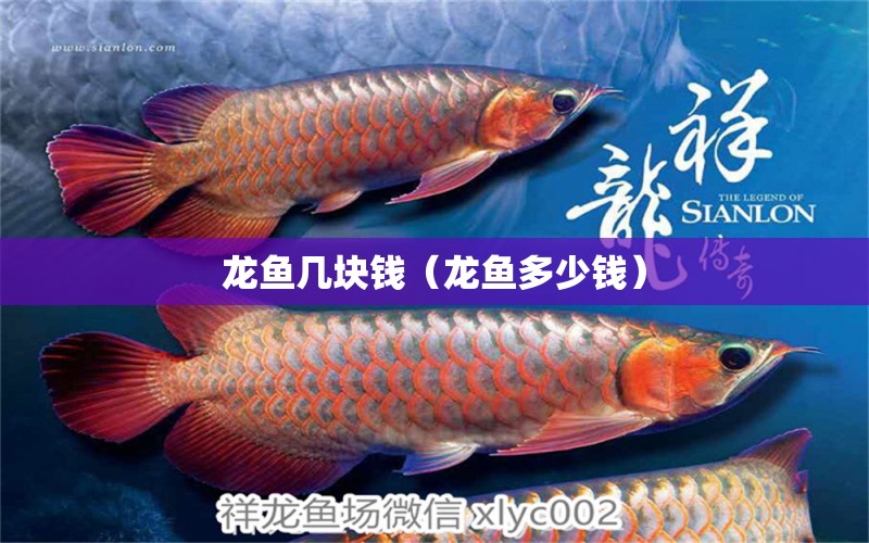 龍魚幾塊錢（龍魚多少錢）