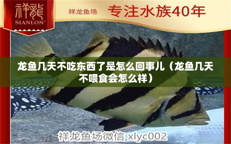 龍魚幾天不吃東西了是怎么回事兒（龍魚幾天不喂食會怎么樣）