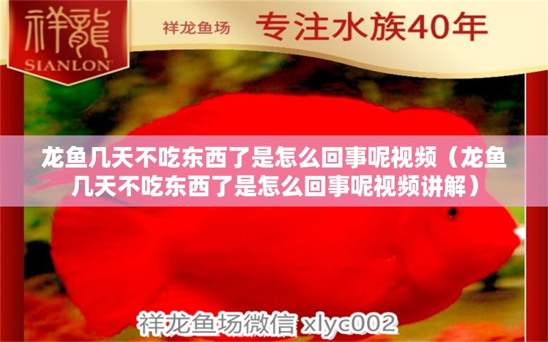 龍魚幾天不吃東西了是怎么回事呢視頻（龍魚幾天不吃東西了是怎么回事呢視頻講解） 廣州龍魚批發(fā)市場