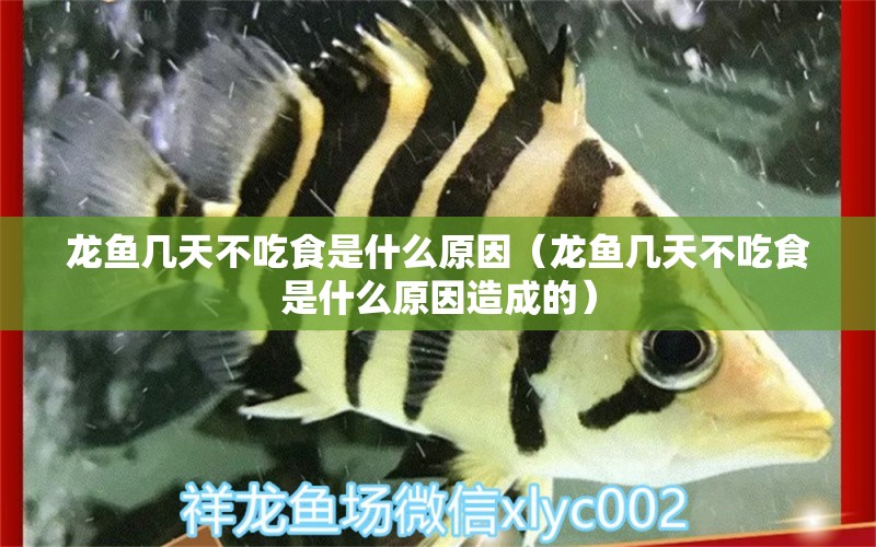 龍魚幾天不吃食是什么原因（龍魚幾天不吃食是什么原因造成的）