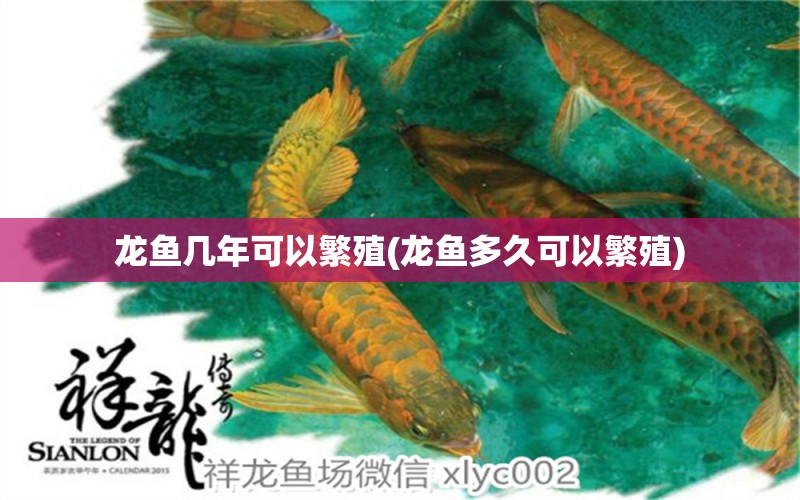 龍魚幾年可以繁殖(龍魚多久可以繁殖) 白化巴西龜（白巴） 第1張