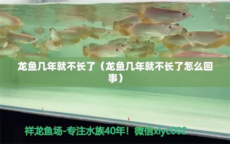 龍魚幾年就不長了（龍魚幾年就不長了怎么回事）